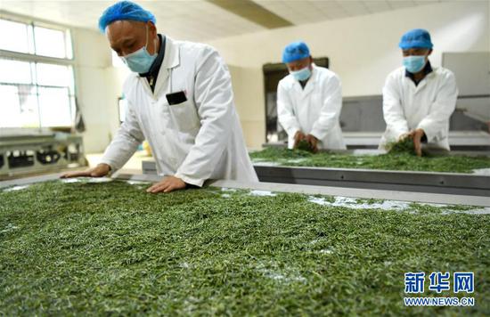 3月13日，在位于湖北省恩施土家族苗族自治州宣恩縣萬寨鄉(xiāng)板場村的伍家臺富硒貢茶公司，制茶師在按照傳統(tǒng)工藝制作手工茶。新華社發(fā)（宋文 攝）